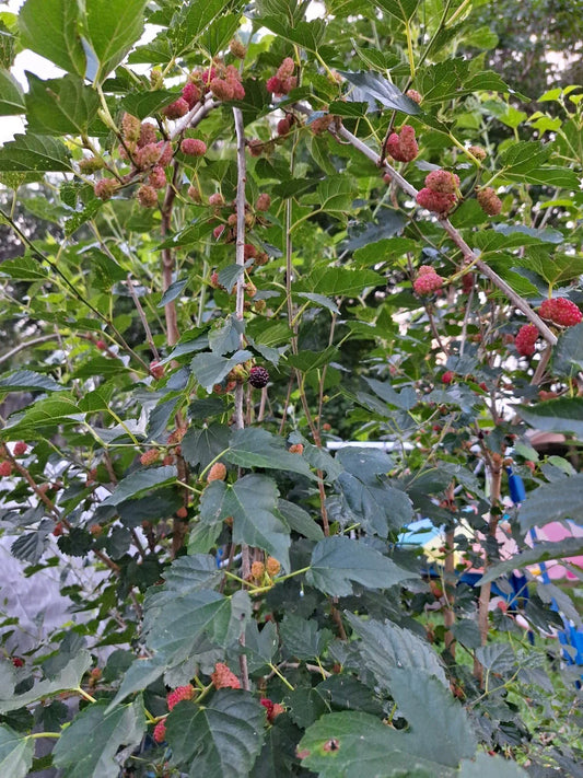 Dwarf Everbearing Mulberry Tree Live Plant 6+ Inch Bare Root Morus Nigra