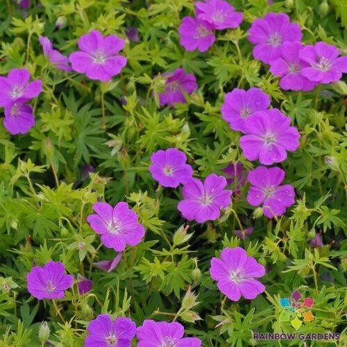 New Hampshire Purple Geranium Seeds - 25+ Pack - Perennial Flower Seeds - Geranium maculatum