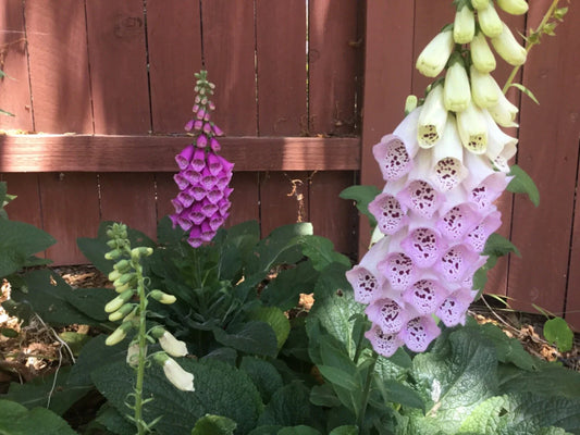 Dwarf Foxglove Seeds, 100 Seeds, Pixie Variety, 12-14 Inches Tall, Digitalis obscura