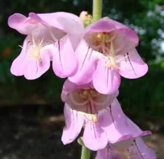 Palmer's Penstemon Seeds - 100 Fresh Seeds - Penstemon palmeri - Free USA Shipping
