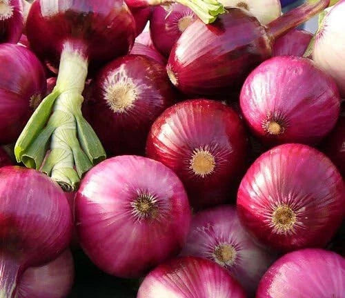 Ruby Red Onion Seeds 200+ Non-GMO Allium Cepa for Vegetable Garden - USA Grown, Free Shipping