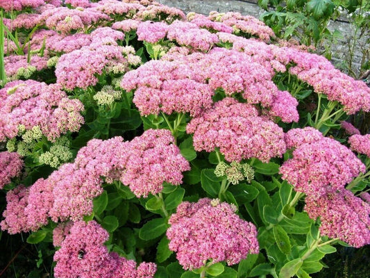 Autumn Joy Stonecrop Sedum Plants - 6 Perennial Plants - Nice Pink - Sedum 'Autumn Joy'