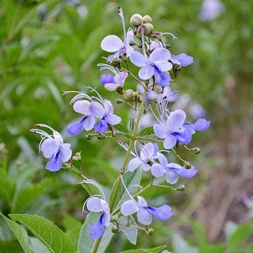Clerodendrum Blue Butterfly Live Rooted Plant 4" Tropical Vine - No Pot - Exotic Houseplant for Indoor Gardening