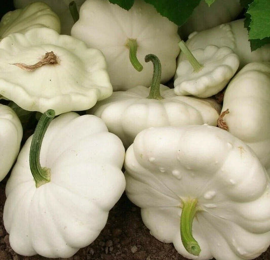 White Bush Scallop Squash Seeds 25+ Pack, Summer Squash, Pattypan, Heirloom Gardening