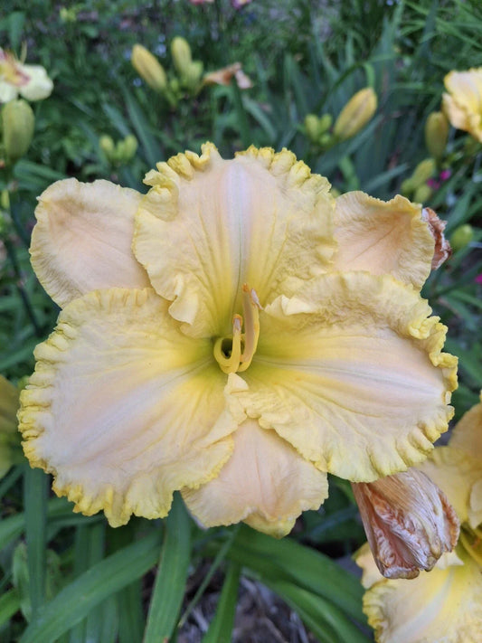 Hemerocallis Daylily Starter Plant - Super Ruffled Lace - 1 Fan Bareroot - Perennial Flowering Plant