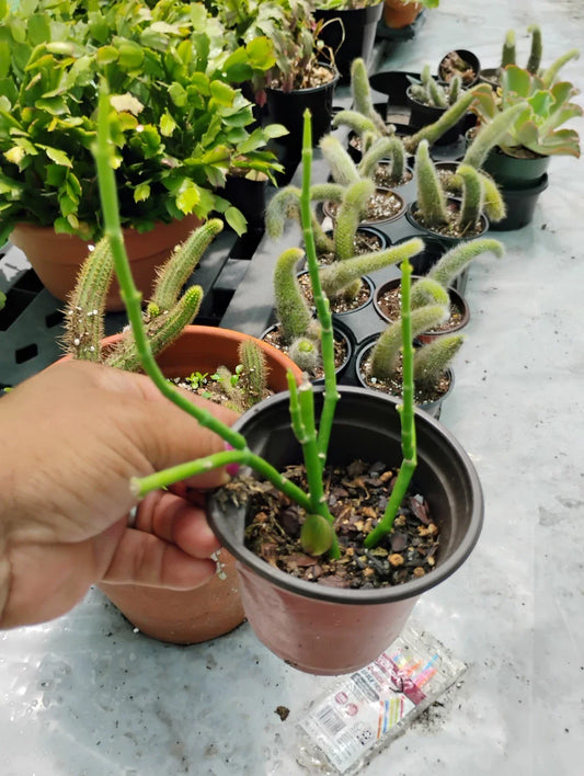 Sarcostemma Resiliens Plant in 4 Inch Pot | Resilient Green Climbing Vine | Rare Indoor Houseplant