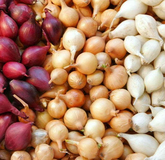 Mixed Onion Sets - 3 Color Bulbs (Yellow, Red, White) - Allium cepa - Fast Shipping for 2025 Planting