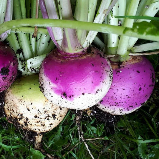 Purple Top White Globe Turnip Seeds, 1/4 LB, Non-GMO, Brassica rapa, Heirloom Vegetable Garden Seeds, Free Shipping