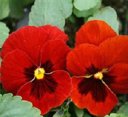 Viola Seeds - 100 Swiss Giant Alpenglow Pansy Seeds - Colorful Flowering Plants for Garden and Container
