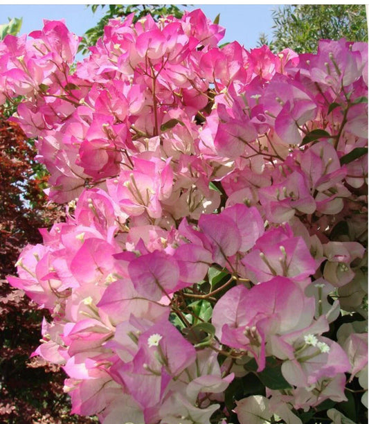 Cherry Blossom Bougainvillea Starter Plant - Small Well Rooted - Bougainvillea glabra