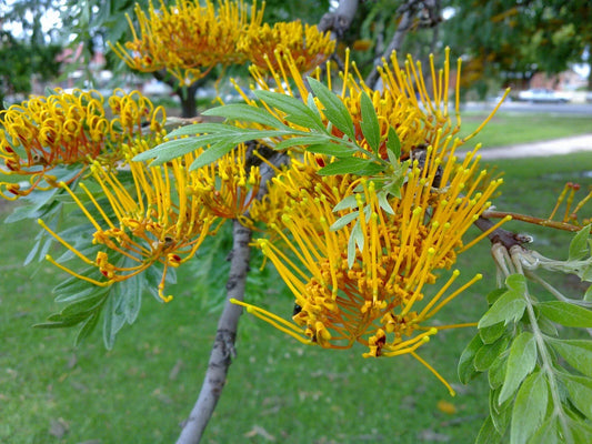 Silky Oak Seeds - 20 Pack - Grevillea robusta - Tropical Tree Seeds for Gardening and Landscaping