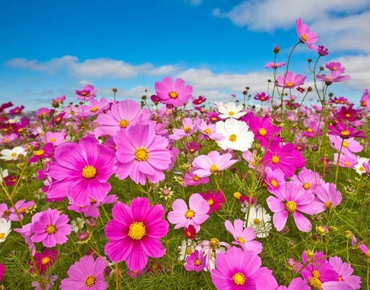 Cosmos Sensation Seeds - 155 Pack - Colorful Flower Seeds - Cosmos bipinnatus