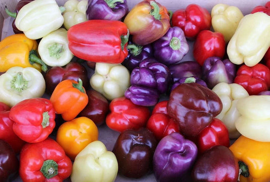 Rainbow Bell Pepper Seed Mix - 120+ Seeds - 7 Colorful Varieties - Capsicum annuum