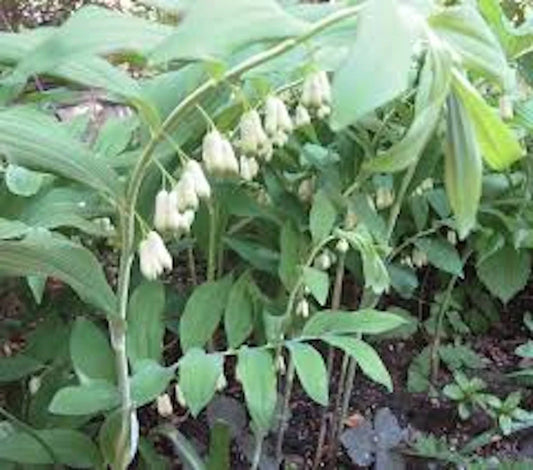 True Solomon Seal Bare Root Perennial Wildflower - Polygonatum biflorum - 3 Pack
