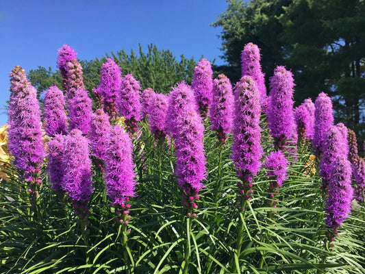 Liatrus Spikata Seeds - 100 Count - Mostly Purple with a Few White - Blazing Star, Gayfeather