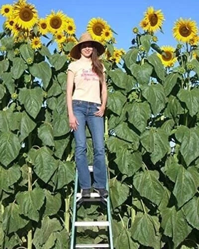 Skyscraper Sunflower Seeds - Non-GMO, Tracking Included - Helianthus annuus - Garden Planting, Flower Seeds