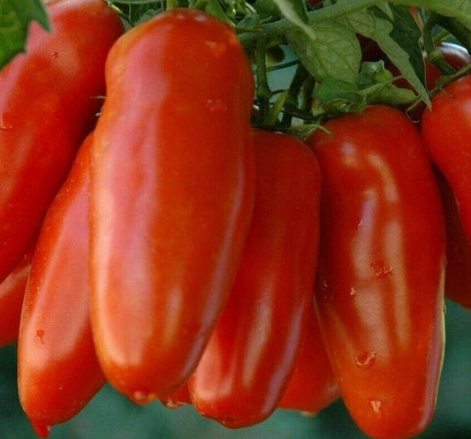 San Marzano Tomato Seeds - 100+ Count - Heirloom Variety - Ideal for Sauce & Salad - Solanum lycopersicum