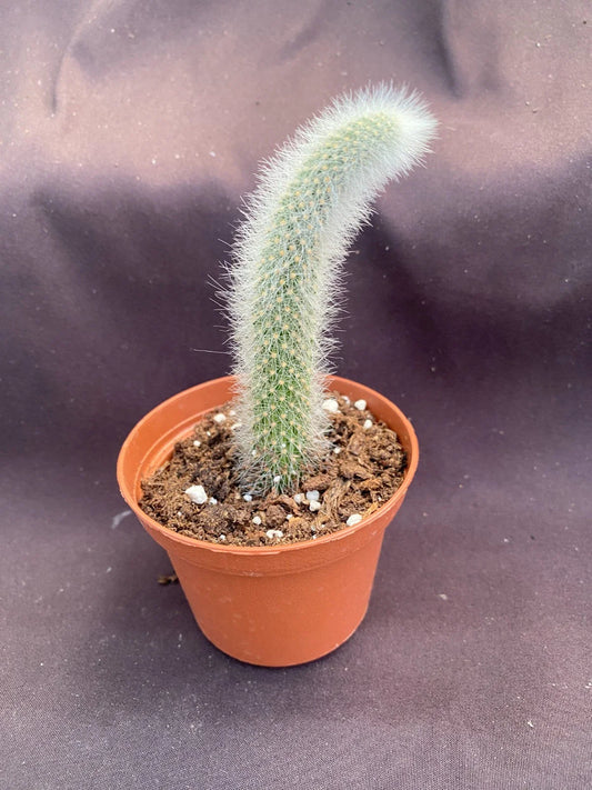 Monkey Tail Cactus Plant - 3" Pot - Cleistocactus colademononis - Unique, Spiky Green Succulent for Home Decor