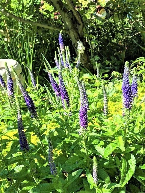 Speedwell Plants - "Royal Candles" Veronica - Perennial - 10 Live Plants for Garden Landscaping