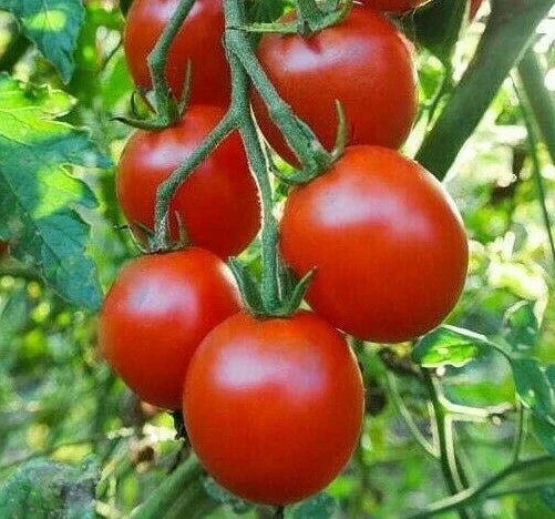 Sweetie Cherry Tomato Seeds | 100+ Seeds | Garden Vegetable for Sauce & Salad | Solanum lycopersicum