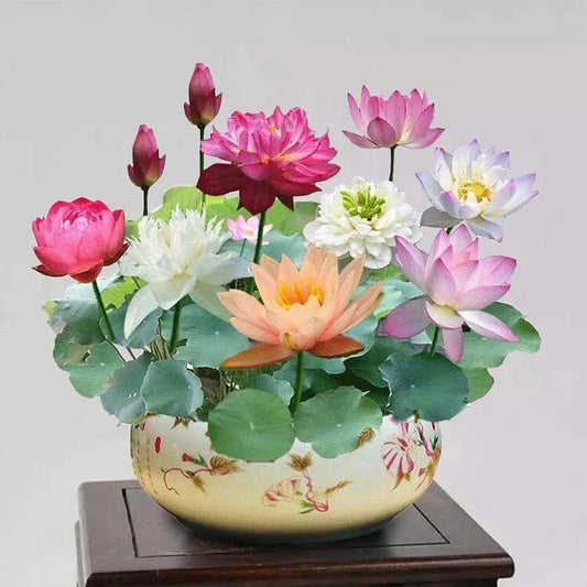 Mixed Color Bonsai Lotus Flower Seeds - 15pcs, Nymphaea Species - Ideal for Indoor & Outdoor Ponds