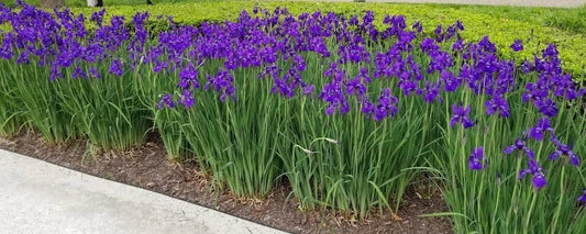 Siberian Iris Plant - Bright Purple - Large Clump 25+ Live Plants - Iris sibirica