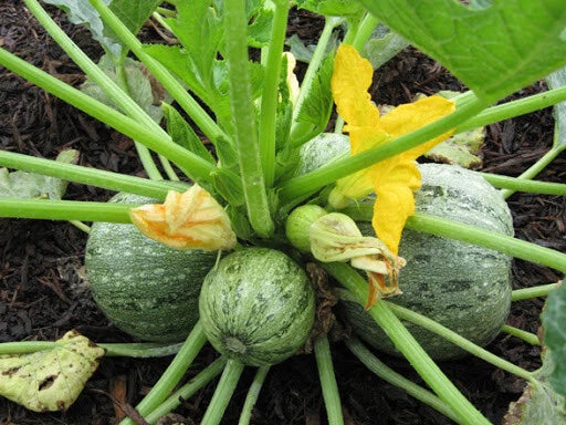 Round Zucchini Summer Squash Seeds - 20+ Pack - Cucurbita pepo - Fresh USA Grown Vegetable Seeds