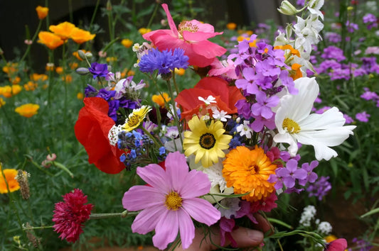 Wildflower Mix - Cascade Kaleidoscope - 35 Species - Annuals & Perennials - Native Seeds