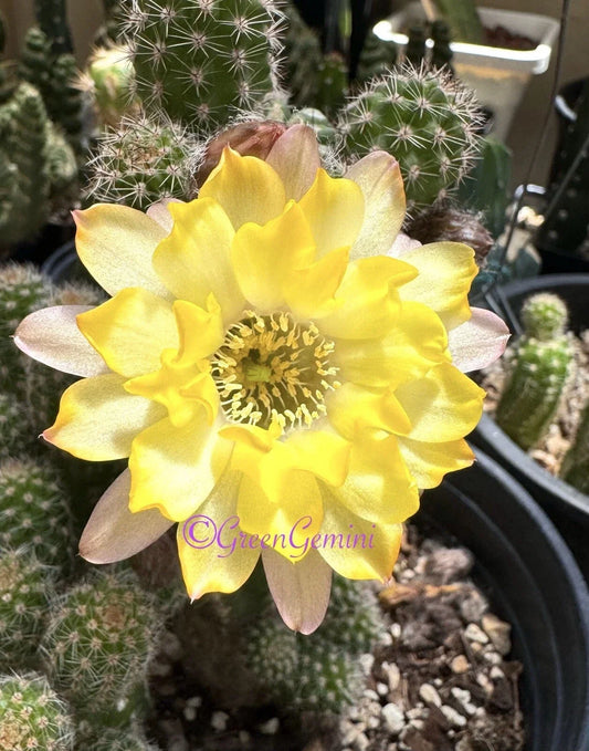 Peanut Cactus Plant - Lincoln Lemon Sorbet - Chamaecereus European Hybrids - Rooted Succulent Plant