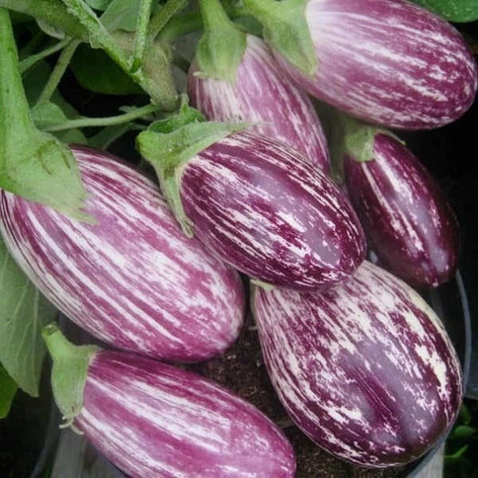 Eggplant Seeds 50+ Heirloom Pandora Striped Rose Non-GMO Vegetable Seeds USA