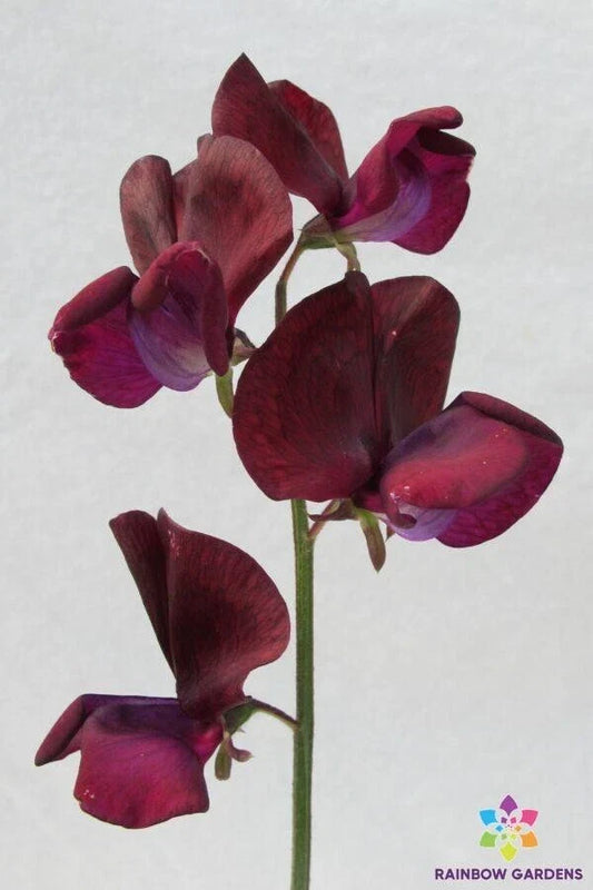 Black Knight Sweet Pea Seeds - 50 Seeds - Heirloom Variety - Lathyrus odoratus - USA Grown, Free Shipping