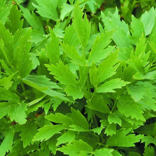Lovage Seeds 200 Heirloom Non-GMO Perennial Herb - Levisticum officinale - US Seller Free Shipping
