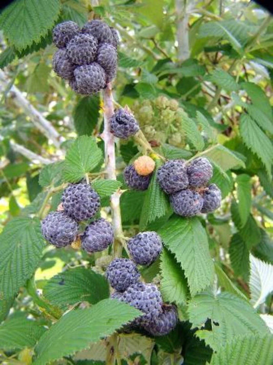 Black Raspberry Plant Starter - 3 Bare Root Mysore Rubus Niveus - Edible Fruit, USDA Zones 9-11, Year-Round Production