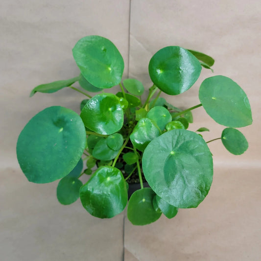 Pilea Peperomioides Plant - 4" Pot - Chinese Money Plant - Easy Care Indoor Houseplant - Perfect for Home Décor