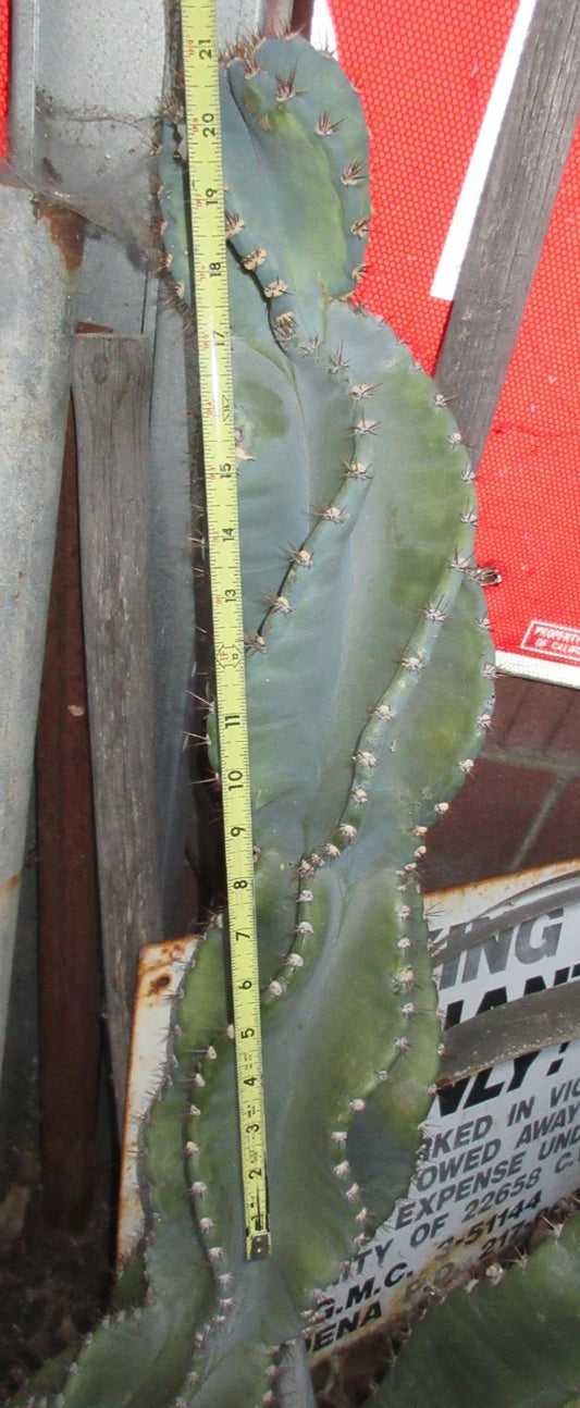 Columnar Cactus Cutting 21" Monstrose Cereus Peruvianus Spiralis