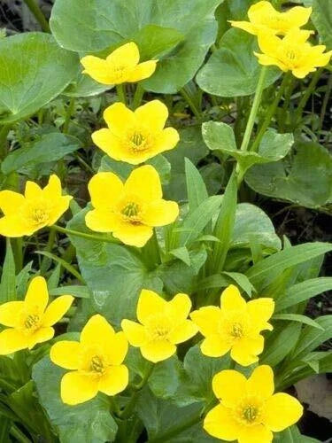 Yellow Swamp Marigold Seeds - 200 Count - Bidens aristosa mutica - Native Wildflower for Gardens and Pollinator Attractors