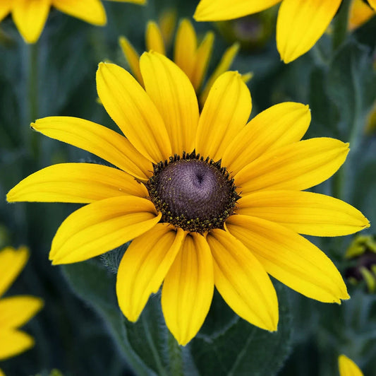 Black Eyed Susan Seeds - 50 Pack - Indian Summer Sunflower - Rudbeckia hirta