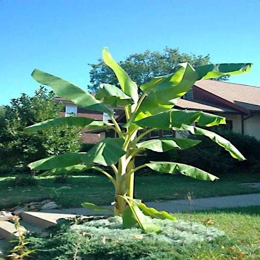 Dwarf Cavendish Banana Tree Seeds - 10 Pack - Musa acuminata - Hardy Tropical Fruit Plant for Home Garden