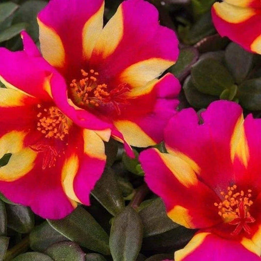 Watermelon Punch Portulaca - Succulent Ground Cover Plant - Purslane - US Seller