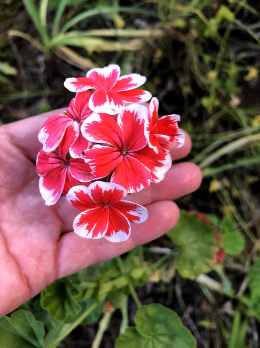 Rare Red & White Pelargonium Zonal Geranium 6" Starter Cutting - Fresh Live Plant