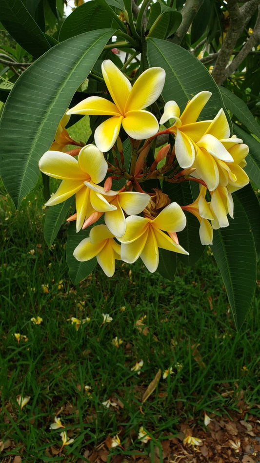 Plumeria Cutting 10-12 inch White/Yellow Single Head Unrooted (Plumeria spp.)