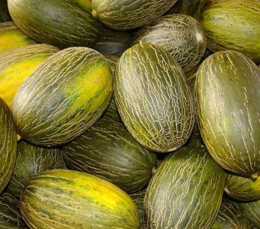 Piel De Sapo Melon Seeds 25+ Non-GMO "Santa Claus" Variety, Rare Melon Seeds, Cucumis melo