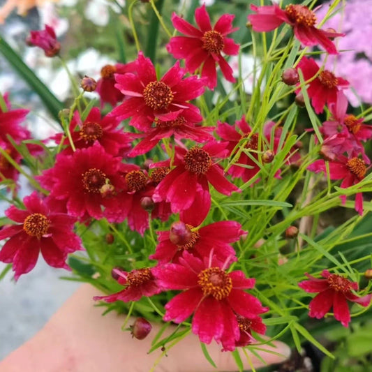 Coreopsis Seeds - 100 Tall Red Plains - Vibrant Wildflower Seeds for Easy Summer Color - Coreopsis tinctoria