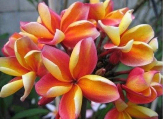 Rooted Plumeria Plant Cutting 10" Makaha Sunn with 2 Big Tips - Frangipani (Plumeria)