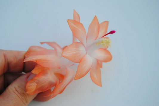 Christmas Cactus Starter Plant - Chinese Dragon - Schlumbergera Truncata - Well Rooted - Perfect for Holiday Decor