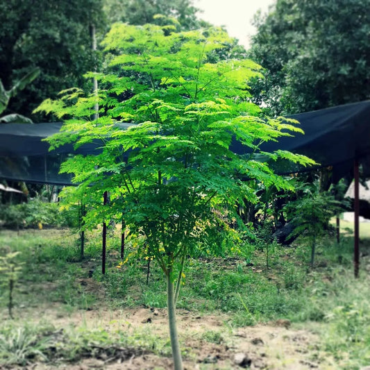 Moringa Seeds for Planting - 50+ Non-GMO Fast Growing Tree Seeds - Moringa Oleifera - USA
