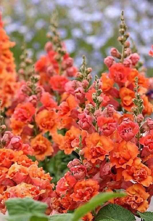 Bright Orange Hollyhock Seeds - 25 Perennial Flower Seeds - Alcea rosea - US Seller
