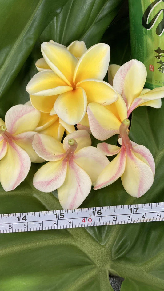 Plumeria Plants - 2 Pack - Hawaiian Temple Tree - White, Yellow, Pink - Frangipani (Plumeria spp.)