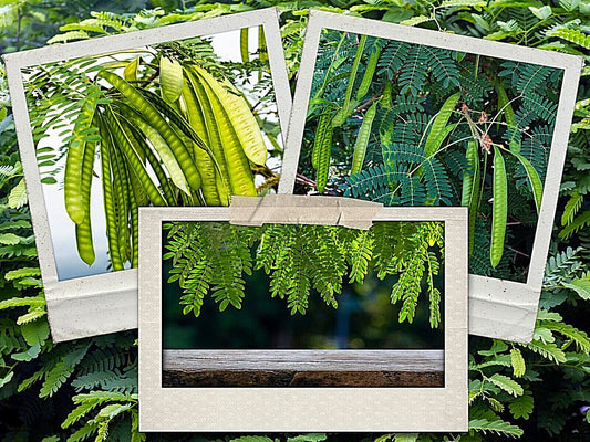 Koa Haole Tamarind Tree Seeds - 50+ Miracle Leadtree Seeds - Leucaena leucocephala