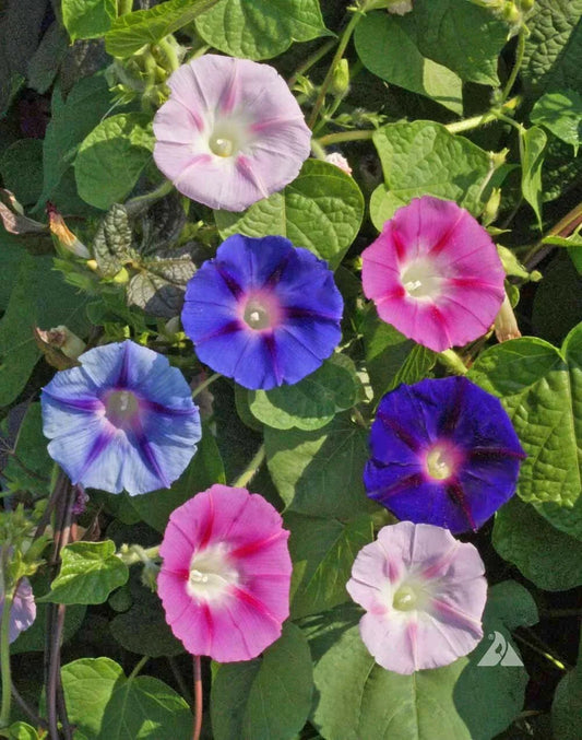 Morning Glory Seeds - Tall Mix, 5 Colors, Non-GMO, Attracts Pollinators & Hummingbirds, Ipomoea purpurea, 100 Seeds